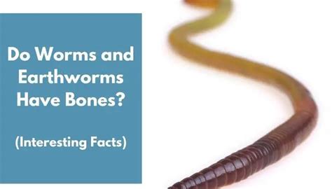 Do earthworms have no bones True or false?